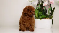 Dior baby-faced mahogany toy , a female Poodle - Toy  for sale in Miami, FL – Photo 5 of 6