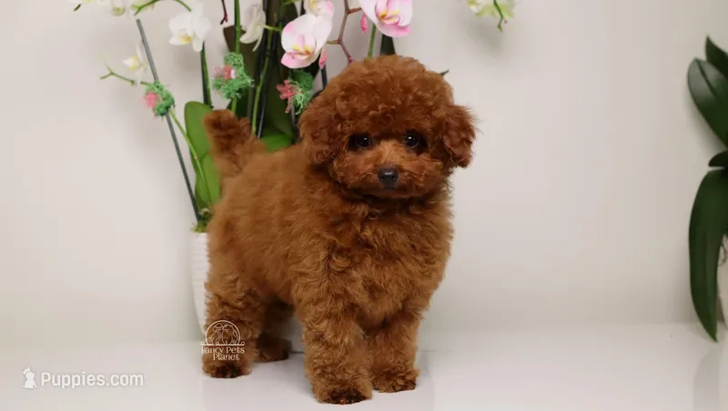 Dior baby-faced mahogany toy  – Poodle - Toy  puppy for sale in Miami, FL
