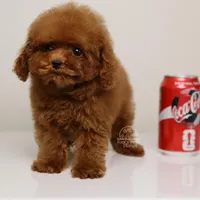 TE-AMO – TEACUP RED TOY POODLE BOY WITH BABY FACE, a male Poodle - Toy  for sale in Miami, FL – Photo 3 of 3