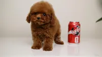 TE-AMO – TEACUP RED TOY POODLE BOY WITH BABY FACE, a male Poodle - Toy  for sale in Miami, FL – Photo 3 of 3