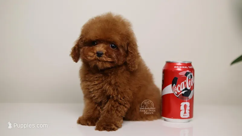 TE-AMO – TEACUP RED TOY POODLE BOY WITH BABY FACE