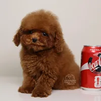 TE-AMO – TEACUP RED TOY POODLE BOY WITH BABY FACE, a male Poodle - Toy  for sale in Miami, FL – Photo 1 of 3