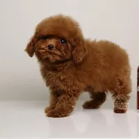 TE-AMO – TEACUP RED TOY POODLE BOY WITH BABY FACE, a male Poodle - Toy  for sale in Miami, FL – Photo 2 of 3