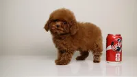 TE-AMO – TEACUP RED TOY POODLE BOY WITH BABY FACE, a male Poodle - Toy  for sale in Miami, FL – Photo 2 of 3