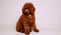 onyx mini akc, a male Poodle - Miniature  for sale in Miami, FL – 4 of 4