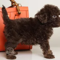 LUCAS — CHOCOLATE PHANTOM MALE WITH BLUE EYES, a male Poodle - Miniature  for sale in Miami, FL – Photo 6 of 7