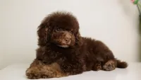 LUCAS — CHOCOLATE PHANTOM MALE WITH BLUE EYES, a male Poodle - Miniature  for sale in Miami, FL – Photo 2 of 7