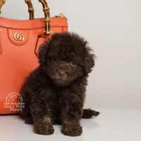 LUCAS — CHOCOLATE PHANTOM MALE WITH BLUE EYES, a male Poodle - Miniature  for sale in Miami, FL – Photo 7 of 7