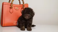 LUCAS — CHOCOLATE PHANTOM MALE WITH BLUE EYES, a male Poodle - Miniature  for sale in Miami, FL – Photo 3 of 3
