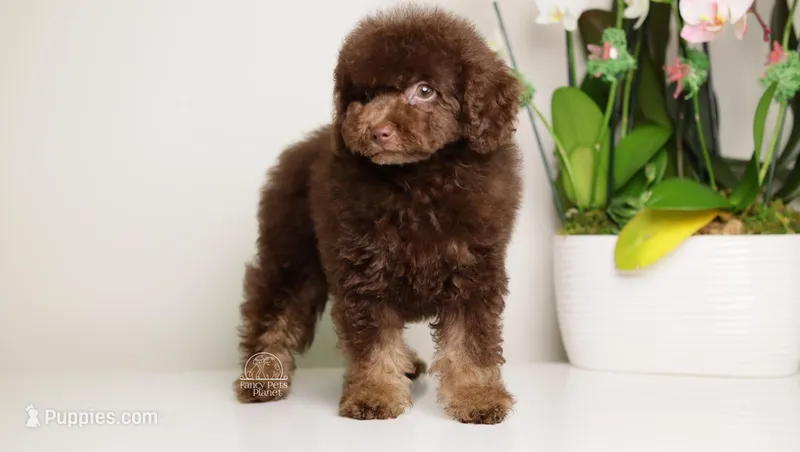 LUCAS — CHOCOLATE PHANTOM MALE WITH BLUE EYES – Poodle - Miniature  puppy for sale in Miami, FL