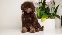 LUCAS — CHOCOLATE PHANTOM MALE WITH BLUE EYES, a male Poodle - Miniature  for sale in Miami, FL – Photo 3 of 7