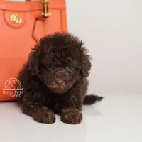 LUCAS — CHOCOLATE PHANTOM MALE WITH BLUE EYES, a male Poodle - Miniature  for sale in Miami, FL – Photo 5 of 7