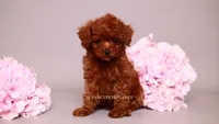 Elara tcup, a female Poodle - Toy  for sale in Miami, FL – 6 of 6