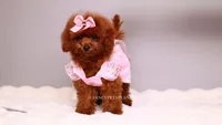 Ruby AKC Red, a female Poodle - Toy  for sale in Miami, FL – 3 of 7