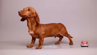Chip cream boy, a male Miniature Dachshund for sale in Miami, FL – 3 of 3