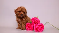 CITRINE, a female Poodle - Toy  for sale in Miami, FL – 4 of 4