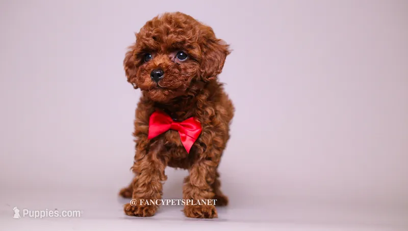 sterling Toy – Poodle - Toy  puppy for sale in Miami, FL