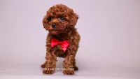 sterling Toy, a male Poodle - Toy  for sale in Miami, FL – 1 of 3