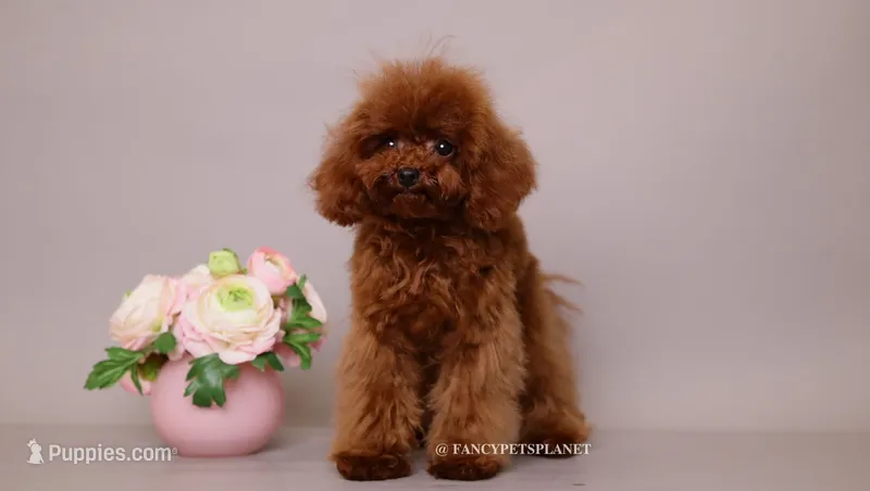 Mindjey Mahogany Red – Poodle - Toy  puppy for sale in Miami, FL