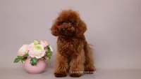 Mindjey Mahogany Red, a female Poodle - Toy  for sale in Miami, FL – 1 of 3