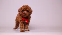 sterling Toy, a male Poodle - Toy  for sale in Miami, FL – 3 of 3