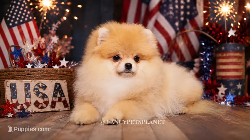 Valentina teacup pom – Pomeranian puppy for sale in Miami, FL