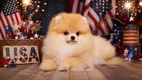 Valentina teacup pom, a female Pomeranian for sale in Miami, FL – 2 of 4