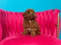 Key to my soul, a male Poodle - Toy  for sale in Miami, FL – 7 of 7