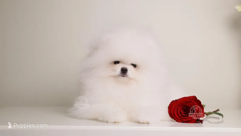 Aston Snow White pom teddy bear 