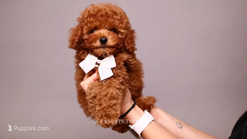 COPPER  – Poodle - Toy  puppy for sale in Miami, FL