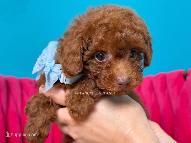 Green eyed King of my heart – Poodle - Toy  puppy for sale in Miami, FL
