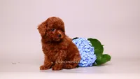Ernest , a male Poodle - Toy  for sale in Miami, FL – 4 of 6