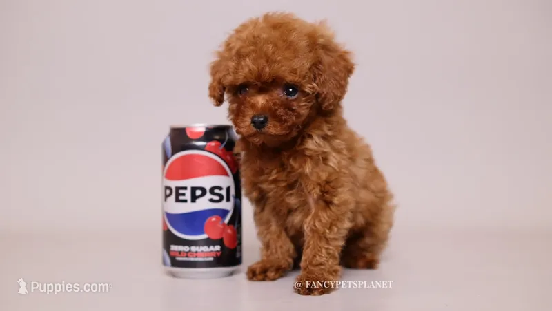 Miley  – Poodle - Toy  puppy for sale in Miami, FL