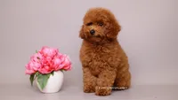 Eva Red Teddy Bear, a female Poodle - Miniature  for sale in Miami, FL – 3 of 5