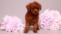 Elara tcup, a female Poodle - Toy  for sale in Miami, FL – 4 of 6