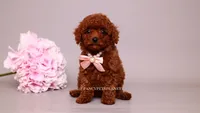 Elodie, a female Poodle - Toy  for sale in Miami, FL – 1 of 5
