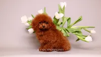 Baby Donna, a female Poodle - Toy  for sale in Miami, FL – 2 of 5