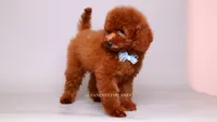 VISITA PER FORTUNA SHAX, a male Poodle - Toy  for sale in Miami, FL – 5 of 5