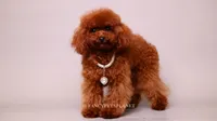 Mindjey Mahogany Red, a female Poodle - Toy  for sale in Miami, FL – 4 of 7
