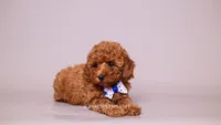 Jasper, a male Poodle - Toy  for sale in Miami, FL – 2 of 3