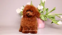 Baby Donna, a female Poodle - Toy  for sale in Miami, FL – 5 of 5