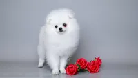 Nicoletta Von Rikos, a female Pomeranian for sale in Miami, FL – 3 of 5