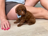 Green eyed King of my heart, a male Poodle - Toy  for sale in Miami, FL – 6 of 6