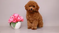 Eva Red Teddy Bear, a female Poodle - Miniature  for sale in Miami, FL – 1 of 5