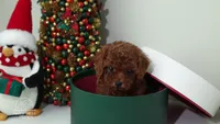 Luna teacup red poodle, a female Poodle - Toy  for sale in Miami, FL – Photo 5 of 6