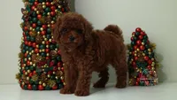 Luna teacup red poodle, a female Poodle - Toy  for sale in Miami, FL – Photo 4 of 6