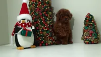 Luna teacup red poodle, a female Poodle - Toy  for sale in Miami, FL – Photo 2 of 6