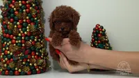 Luna teacup red poodle, a female Poodle - Toy  for sale in Miami, FL – Photo 1 of 6