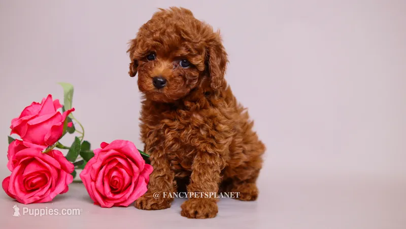 Ruby Red – Poodle - Toy  puppy for sale in Miami, FL
