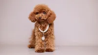 Meilin Teacup toy poodle, a female Poodle - Toy  for sale in Miami, FL – 3 of 4